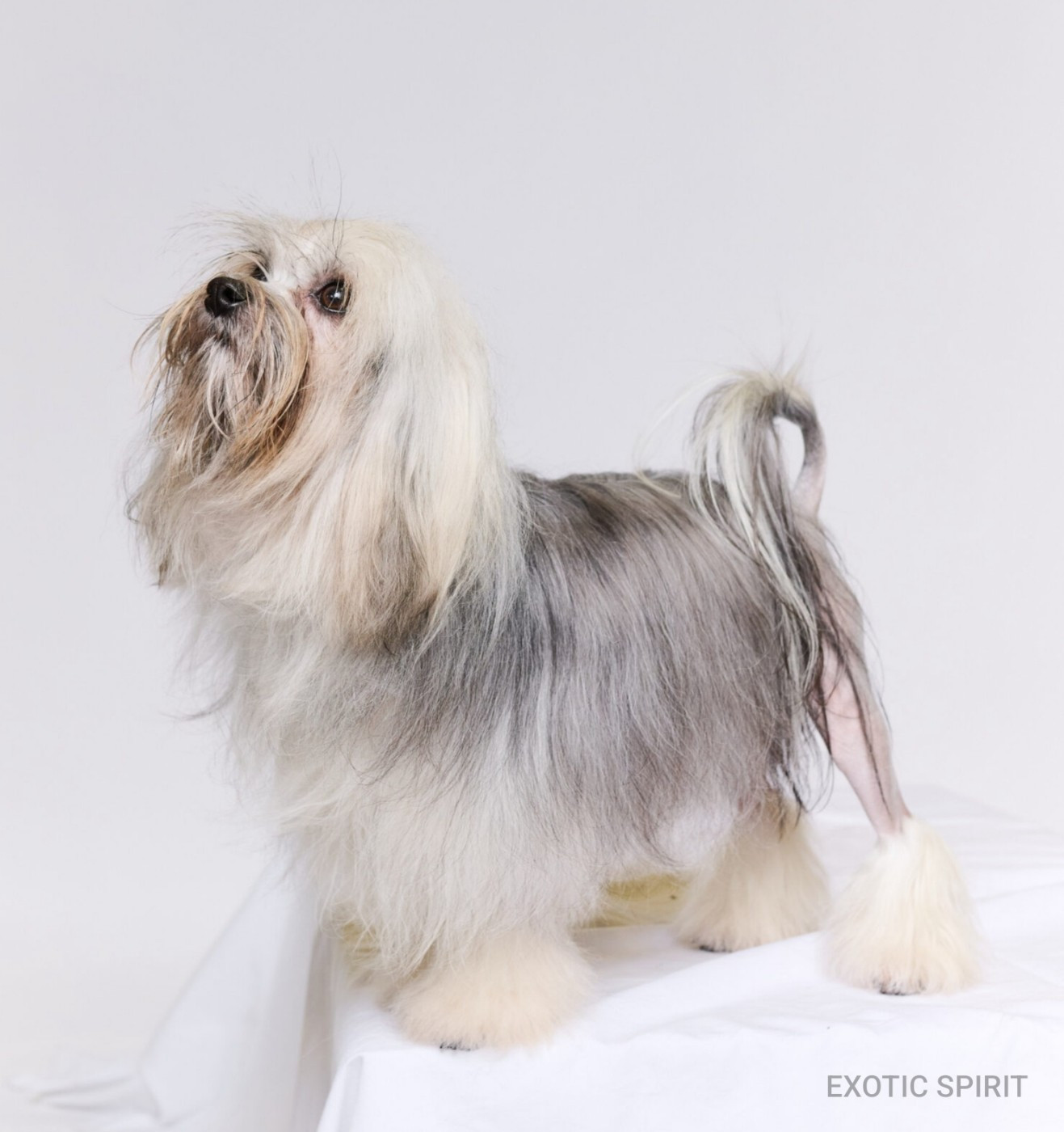 CH. Herma's Headland Veuve clicquot