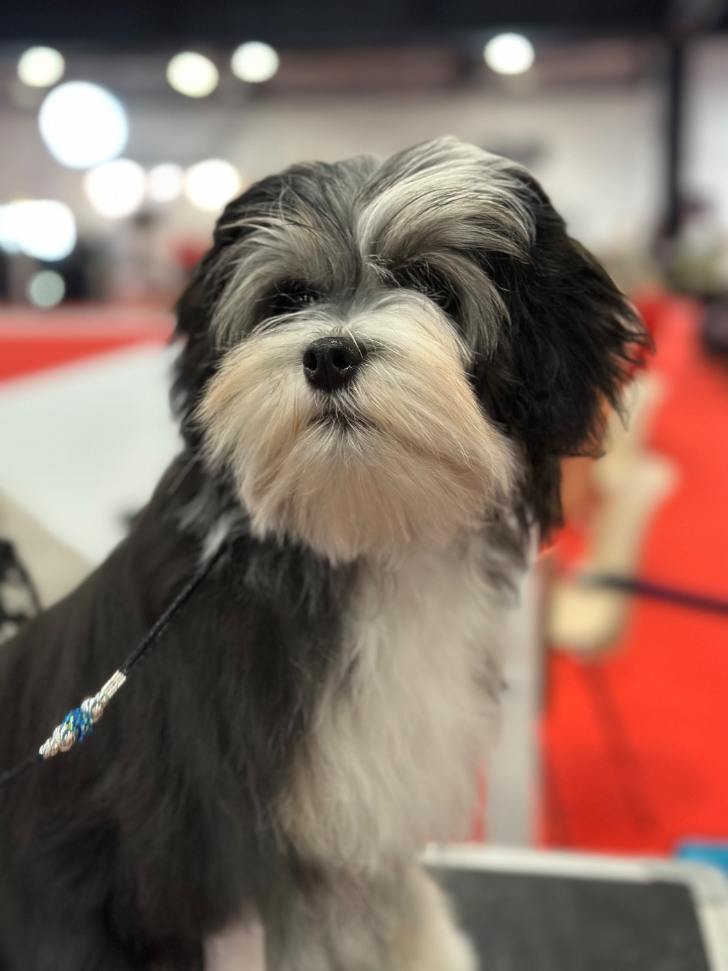 Herma's Headland Autant en emporte le vent