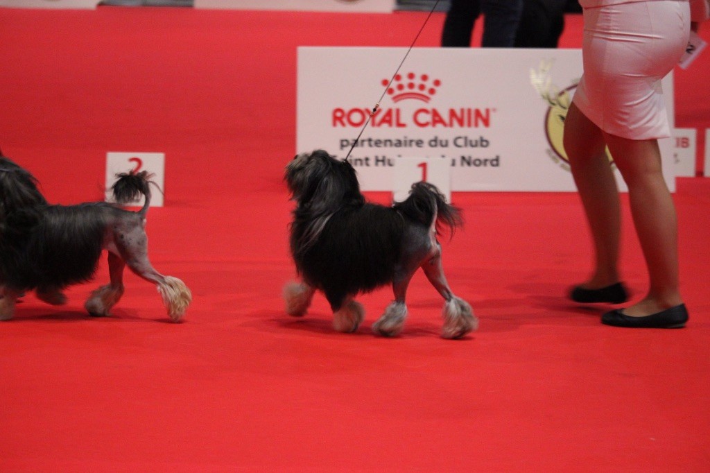 Herma's Headland - North Sea Dog Show