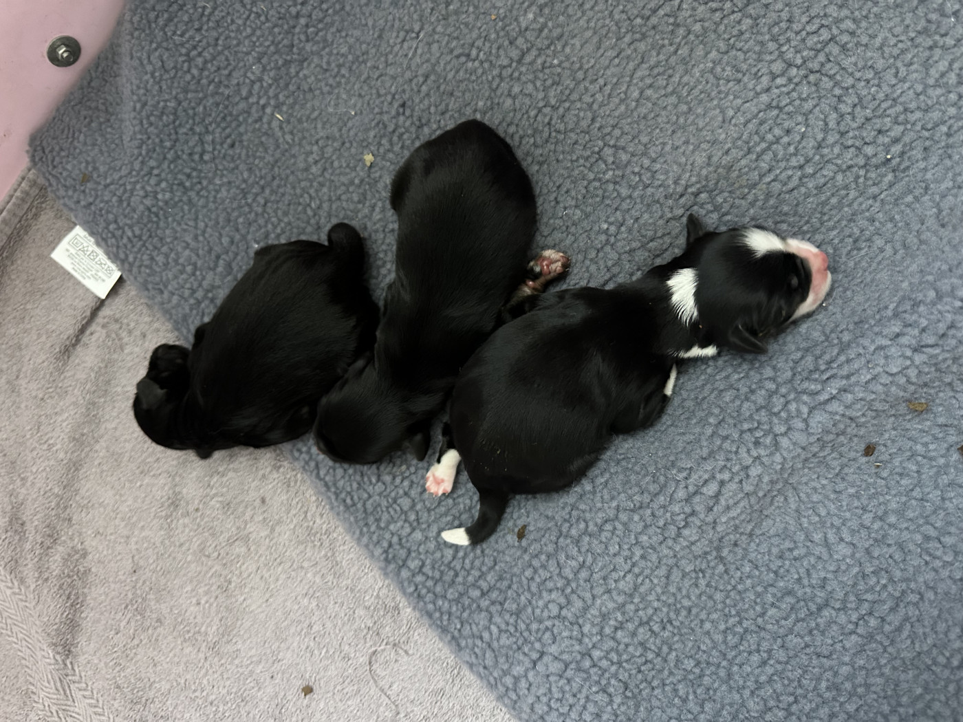 Les chiots sont nés