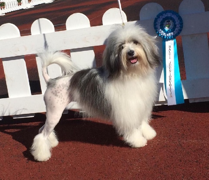 Herma's Headland - Baltic Winner Show