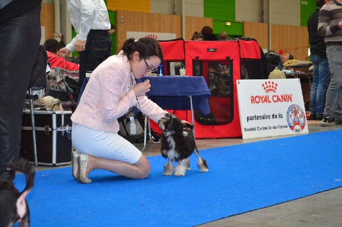 Herma's Headland - Paris Dog Show 2017