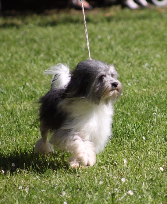 Herma's Headland - TOP Petit Chien Lion 2015