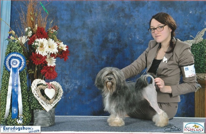 Herma's Headland - Eurodogshow Courtrai