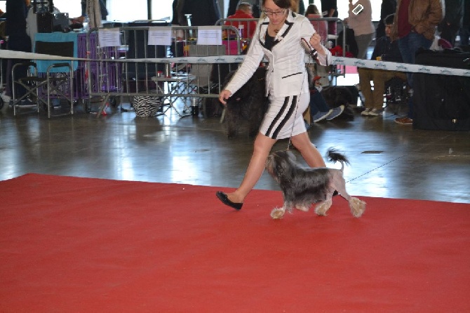 Herma's Headland - Wallonia Dog Show