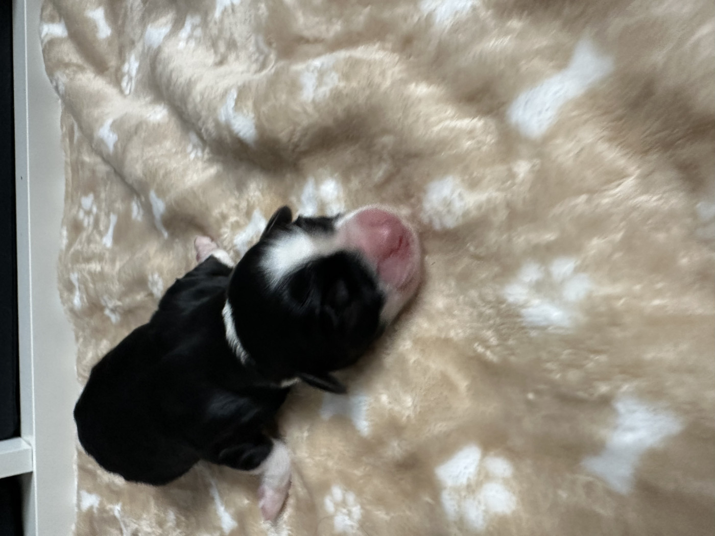 Herma's Headland - Petit chien lion - Portée née le 07/10/2025